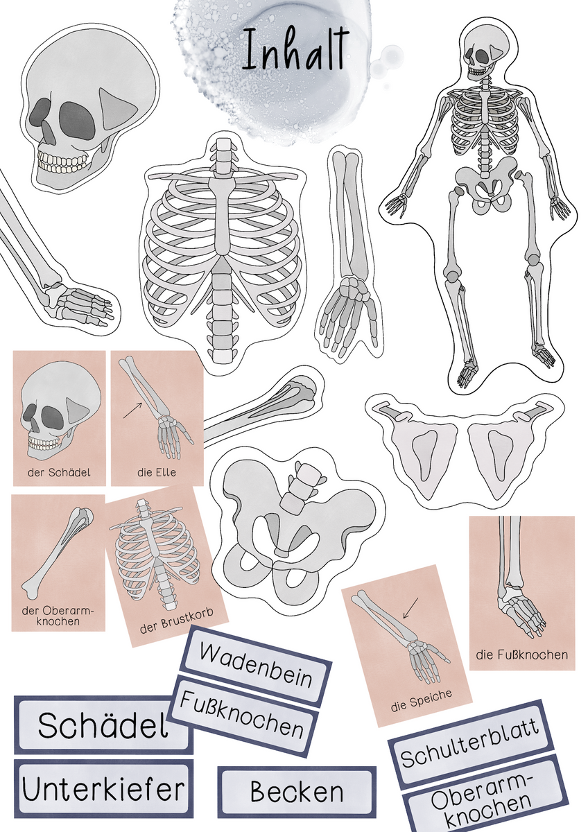 Das Skelett Tafelmaterial - Bildkarten und Textkarten unseren Knochen –  Chalk & Coffee