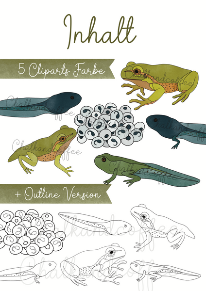 Clipart Frosch Lebenszyklus - Metamorphose Clip Art mit realistischen Illustrationen + kommerzielle Lizenz