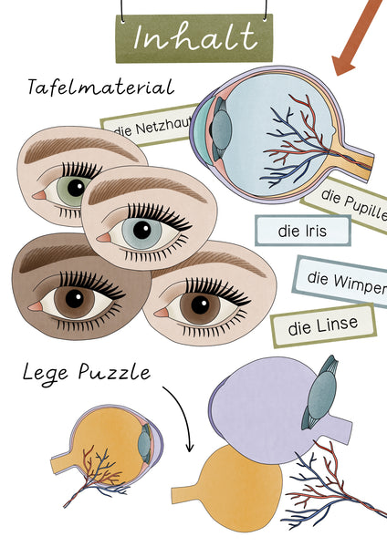 Tafelmaterial Auge - Bildkarten von innen und außen (PDF)