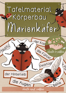 Tafelmaterial Marienkäfer - Körperbau des Marienkäfers (PDF)