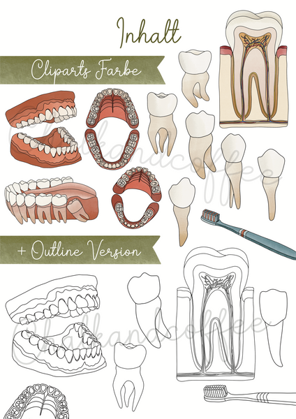 Clipart Zähne & Gebiss - Zahngesundheit Clip Art mit realistischen Illustrationen Zahn + kommerzielle Lizenz