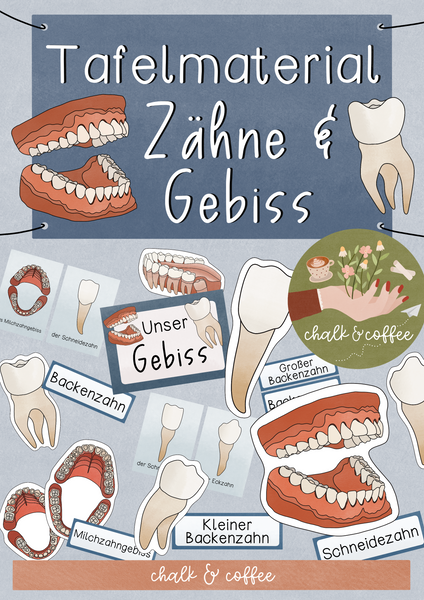 Tafelmaterial Gebiss & Zähne - Bildkarten & Textkarten Milchzahngebiss & Gebiss Zahn (PDF)