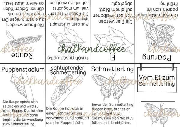 Merkheft Lebeszyklus des Schmetterling - Faltvorlage verschied. Versionen (PDF)