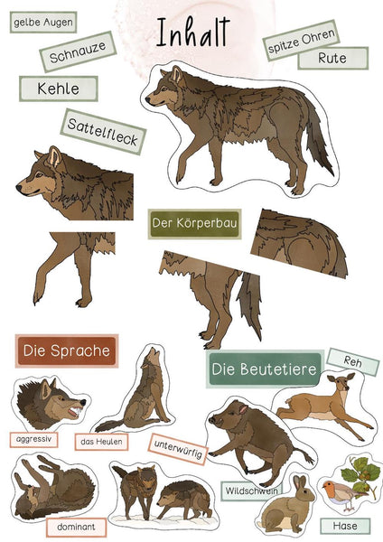 Der Wolf Tafelmaterial - Körperbau, Beute & Körpersprache (PDF)