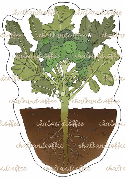So wächst Gemüse - Tafelmaterial und Wissenskartei