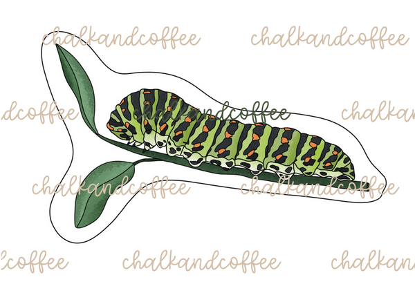 Tafelmaterial Lebenszyklus Schmetterling - Metamorphose Bildkarten (PDF)