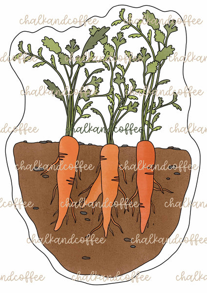 So wächst Gemüse - Tafelmaterial und Wissenskartei
