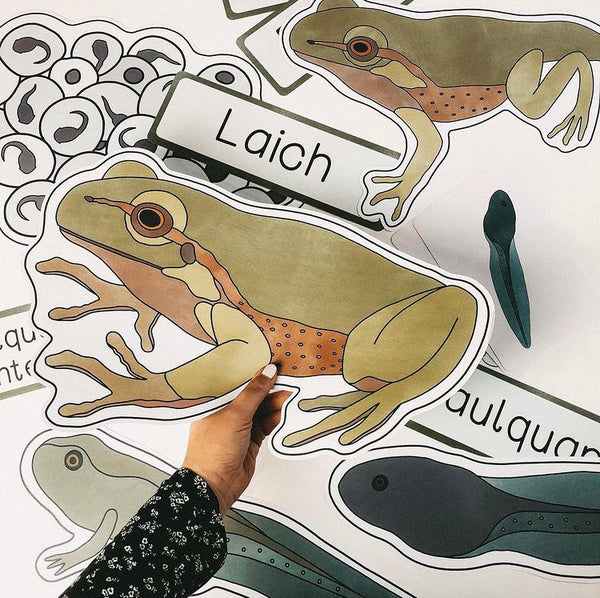 Tafelmaterial Lebenszyklus Frosch - Metamorphose Bildkarten (PDF)