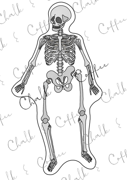 Das Skelett Tafelmaterial - Bildkarten und Textkarten unseren Knochen (PDF)