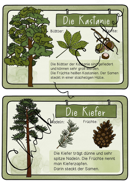 Bestimmungskartei Heimische Bäume - Wissenskarte & Lesekartei zu Laub- & Nadelbäumen (PDF)