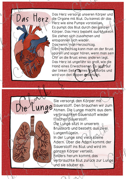 Organe Wissenskartei - Texte & Informationen zu den Organen (PDF Download)