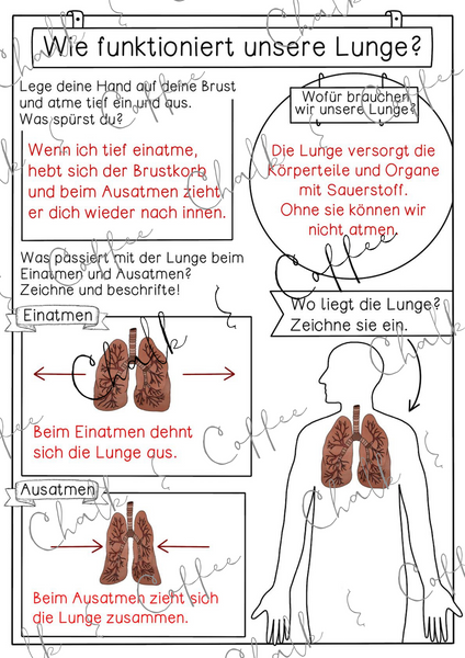 Unterrichtsreihe Organe - Arbeitsblätter, Versuche, Experimente (PDF)