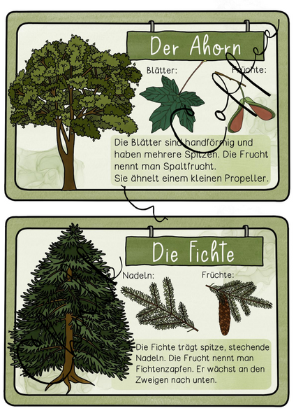 Bestimmungskartei Heimische Bäume - Wissenskarte & Lesekartei zu Laub- & Nadelbäumen (PDF)