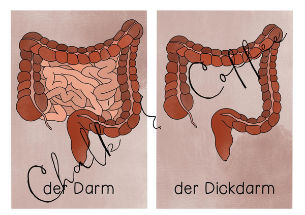 Tafelmaterial Organe - Bildkarten & Textkarten zu Körper & Organen (PDF)