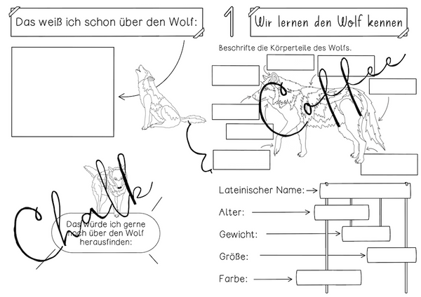Wolf Forscherheft - Selbstlernheft rund um den Wolf als Wildtier (PDF)