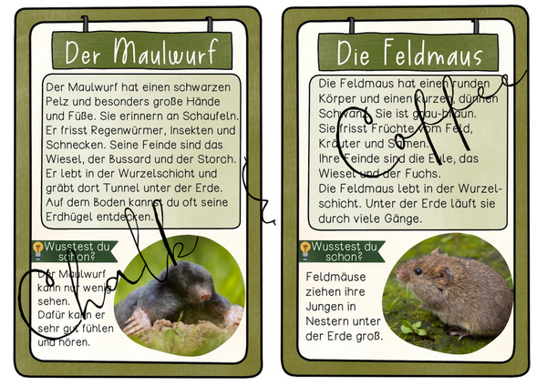 Tiere der Wiese - Wissenskartei | Texte, Steckbrief und Abbildungen (PDF)