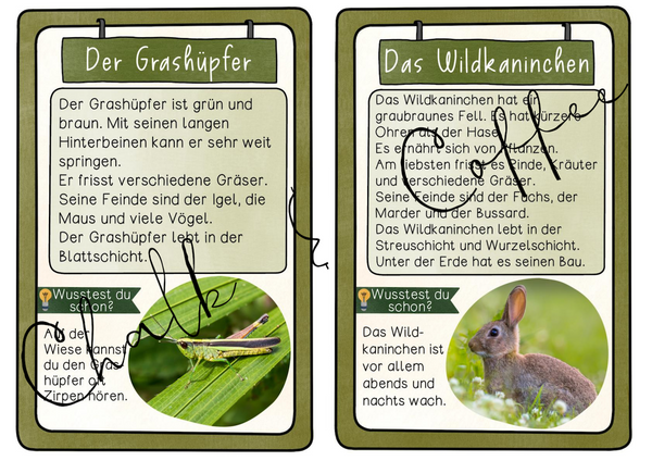 Tiere der Wiese - Wissenskartei | Texte, Steckbrief und Abbildungen (PDF)