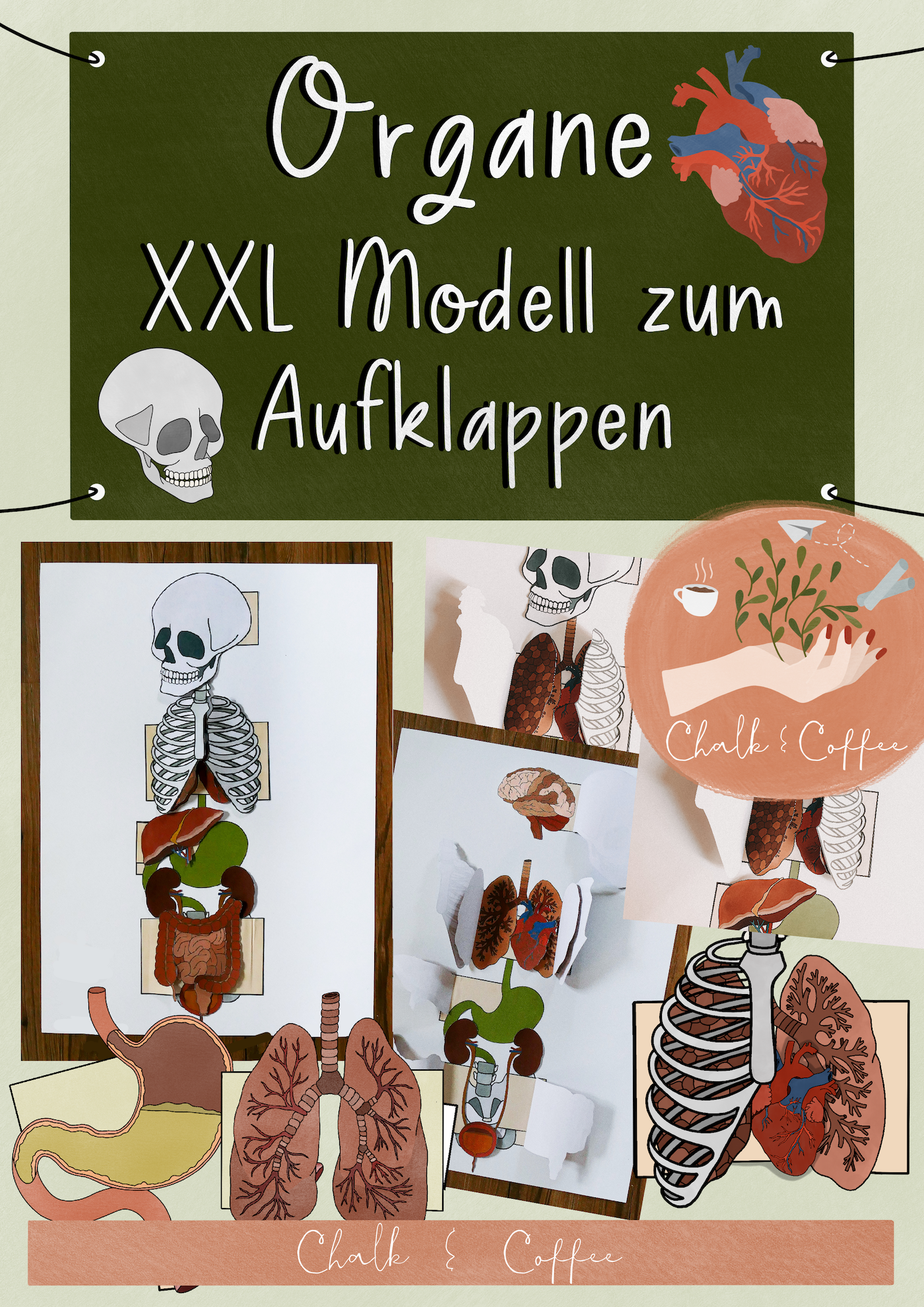 Organe XXL Modell zum Aufklappen - Bastelvorlage - (PDF)