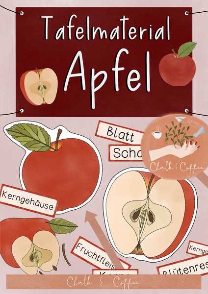 Aufbau des Apfels - Tafelmaterial & Lege Puzzle