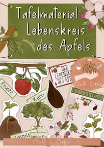 Lebenskreis des Apfels Tafelmaterial - Lebenszyklus Apfel