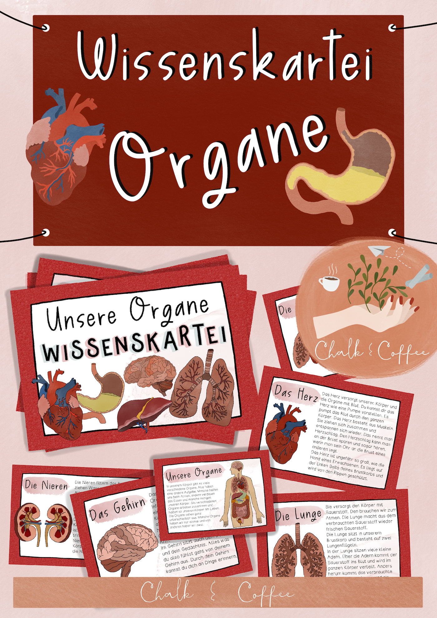 Organe Wissenskartei - Texte & Informationen zu den Organen (PDF Download)