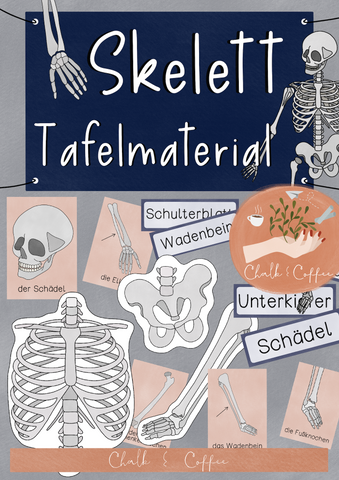 Das Skelett Tafelmaterial - Bildkarten und Textkarten unseren Knochen (PDF)