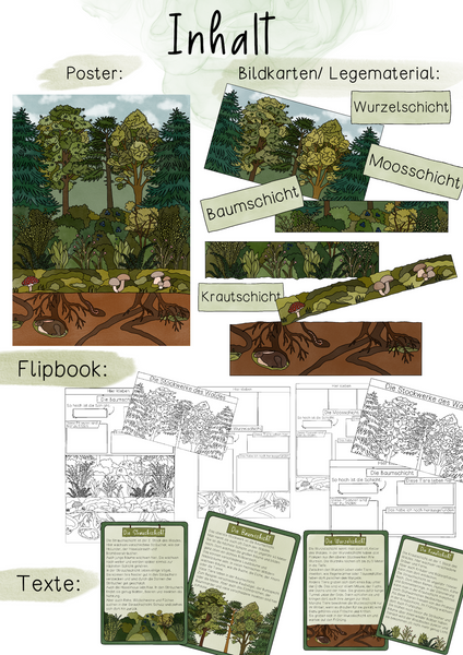 Stockwerke des Waldes Materialpaket - Flipbook, Tafelmaterial, Texte & Poster (PDF)