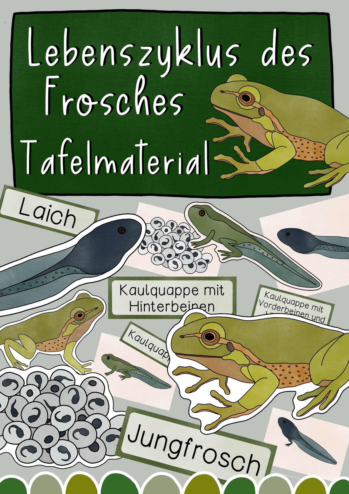 Tafelmaterial Lebenszyklus Frosch - Metamorphose Bildkarten (PDF)