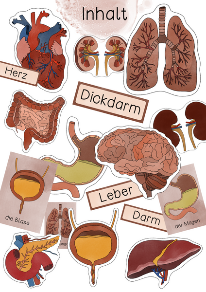 Tafelmaterial Organe - Bildkarten & Textkarten zu Körper & Organen (PDF)