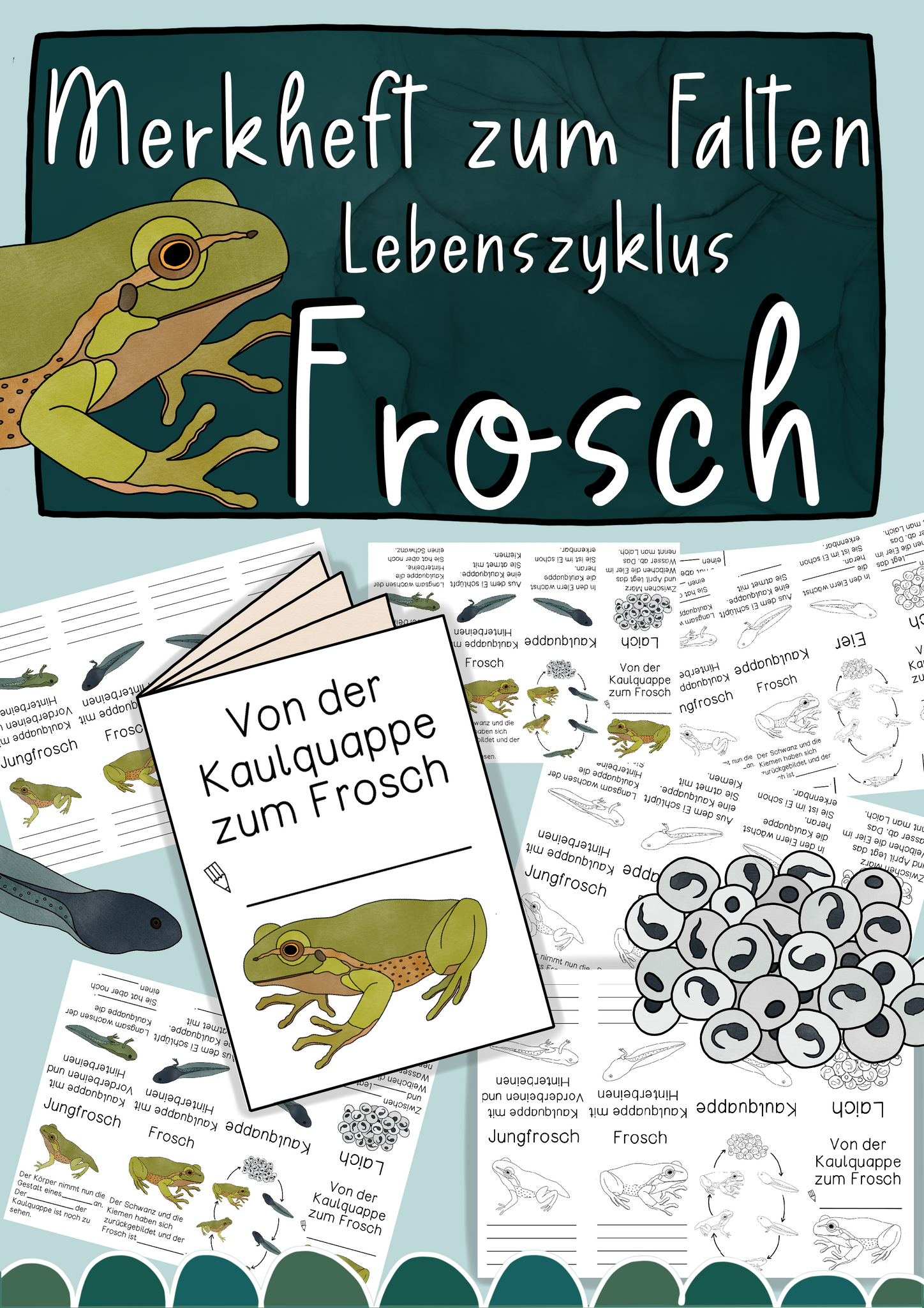 Merkheft Lebenszyklus des Froschs - Faltvorlage in 6 Versionen (PDF)