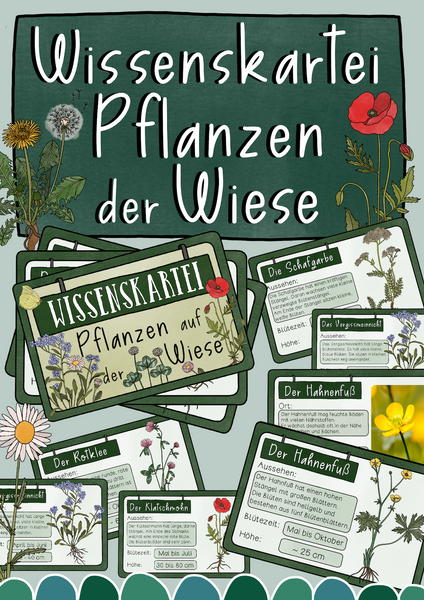Bestimmungskartei & Wissenskartei Pflanzen der Wiese - Aussehen, Wuchshöhe, Blütezeit