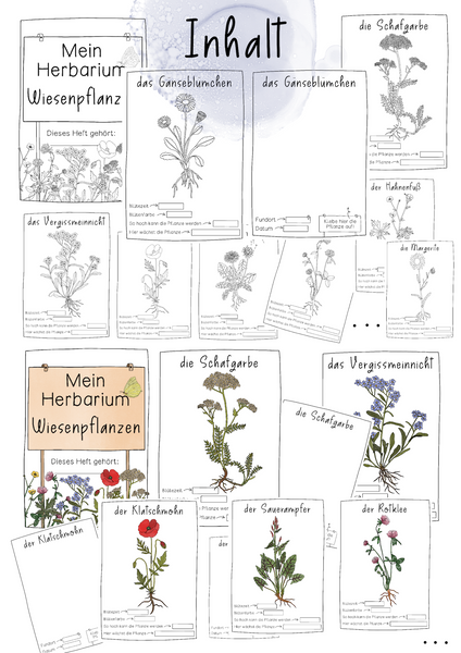 Herbarium Wiesenpflanzen - Steckbriefe für gepresste Blüten
