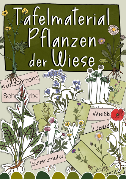 Tafelmaterial Pflanzen der Wiese - Wiesenplanzen, Bild- & Textkarten (PDF)