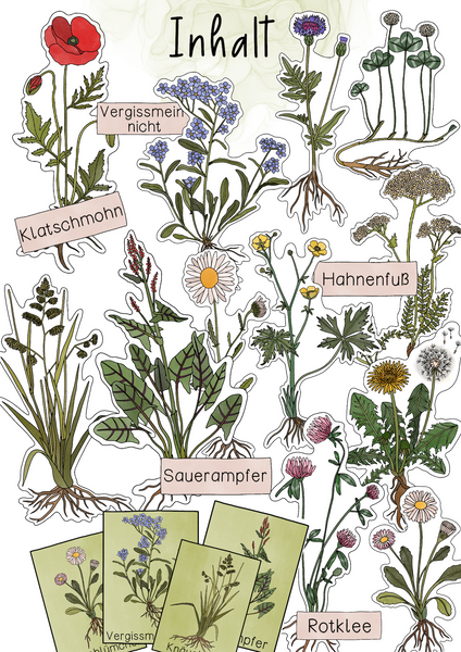 Tafelmaterial Pflanzen der Wiese - Wiesenplanzen, Bild- & Textkarten (PDF)